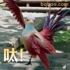 咯咯哒！凤凰炸毛啦