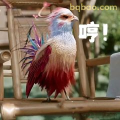 咯咯哒哼！神鸟傲娇