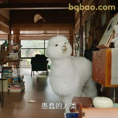 愚蠢的人类