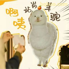 啊咦岗岗羊驼