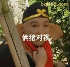 俩猪对视 呆萌盯人