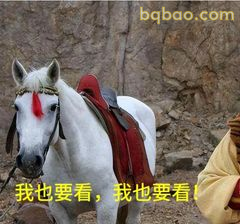 白龙马也要看！