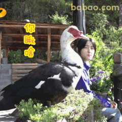 你瞅啥？鸭子挡脸