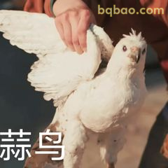 蒜鸟展翅高飞