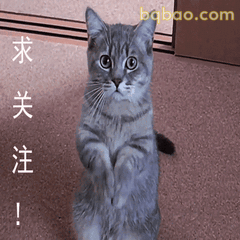 猫咪求关注