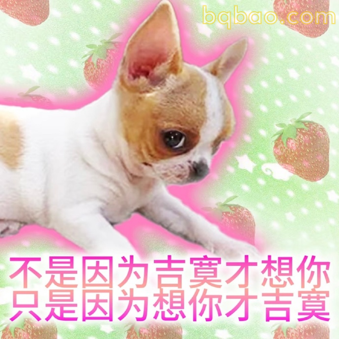 吉娃娃表情包合集 1