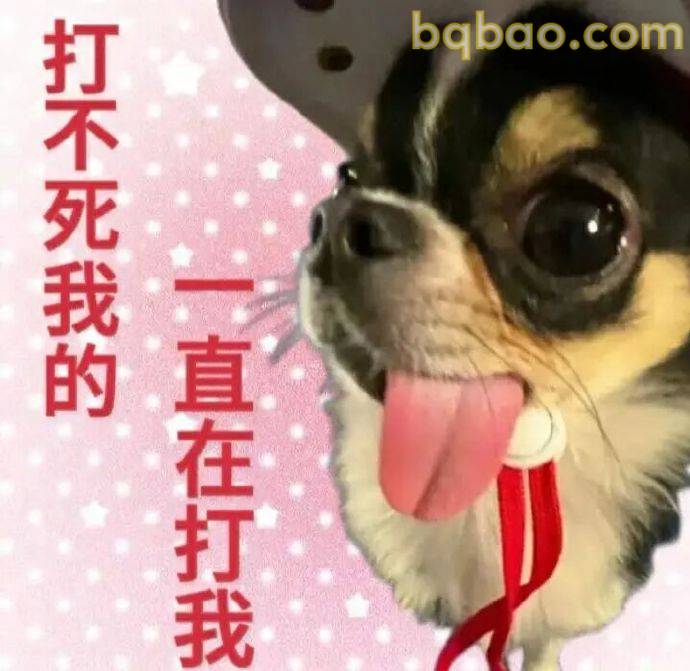 吉娃娃表情包合集 2