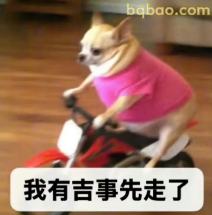 吉娃娃表情包合集 3