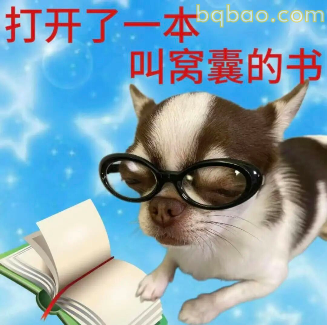 吉娃娃表情包合集 4