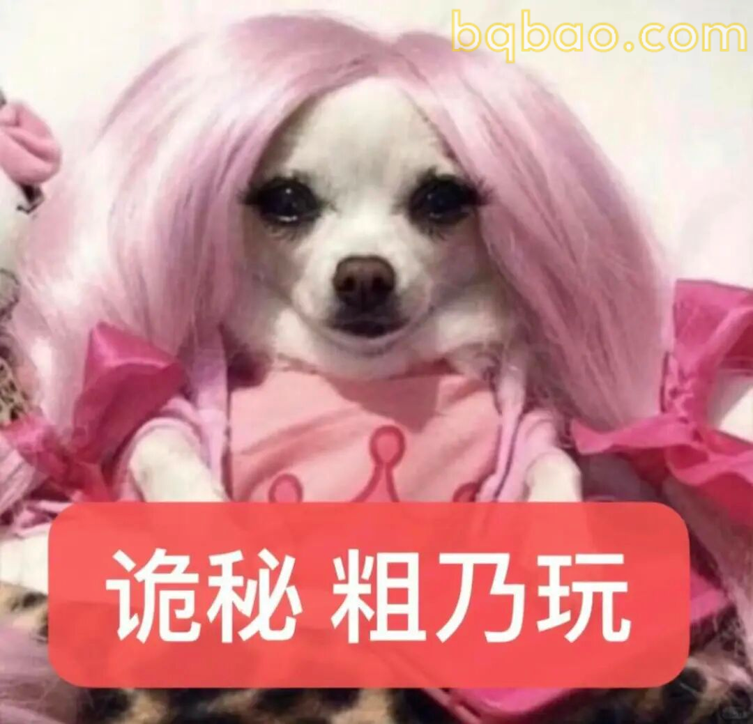 吉娃娃表情包合集 5