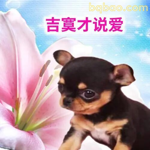 吉娃娃表情包合集 7