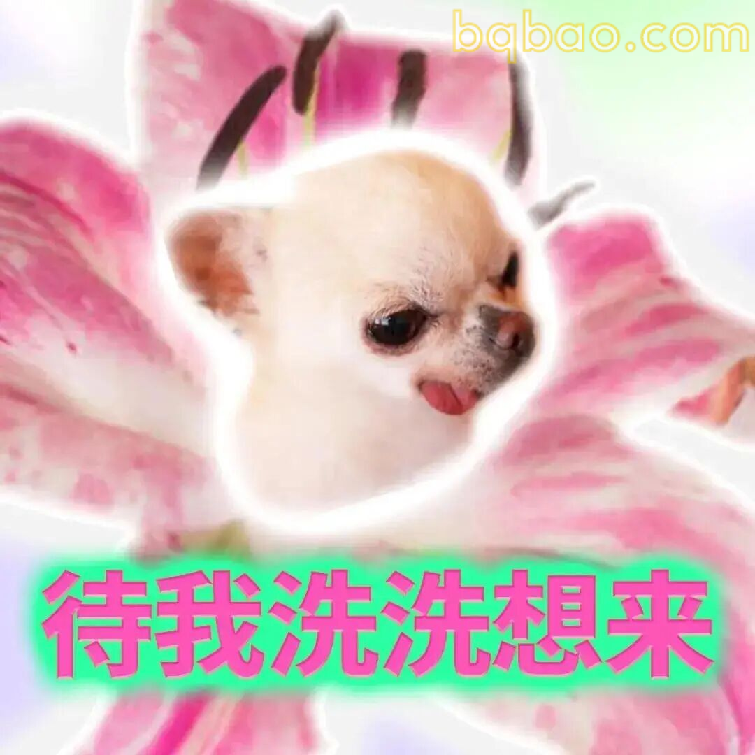 吉娃娃表情包合集 8