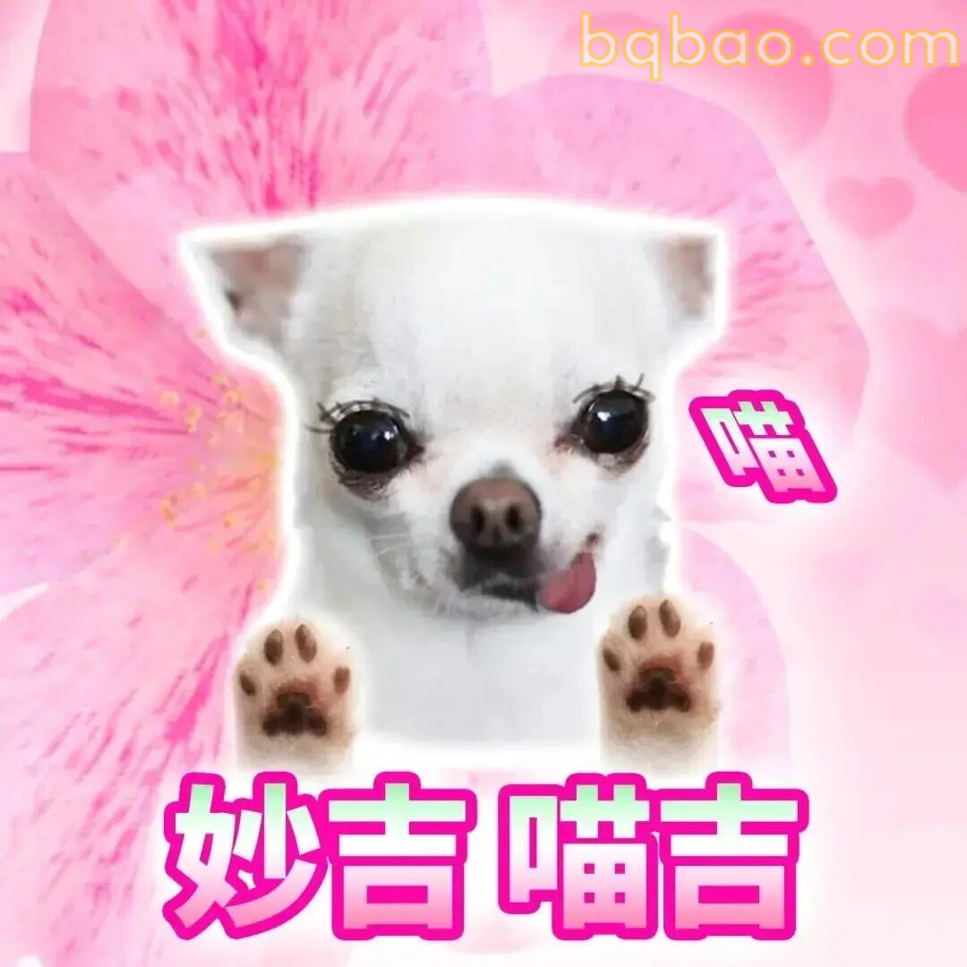 吉娃娃表情包合集 10