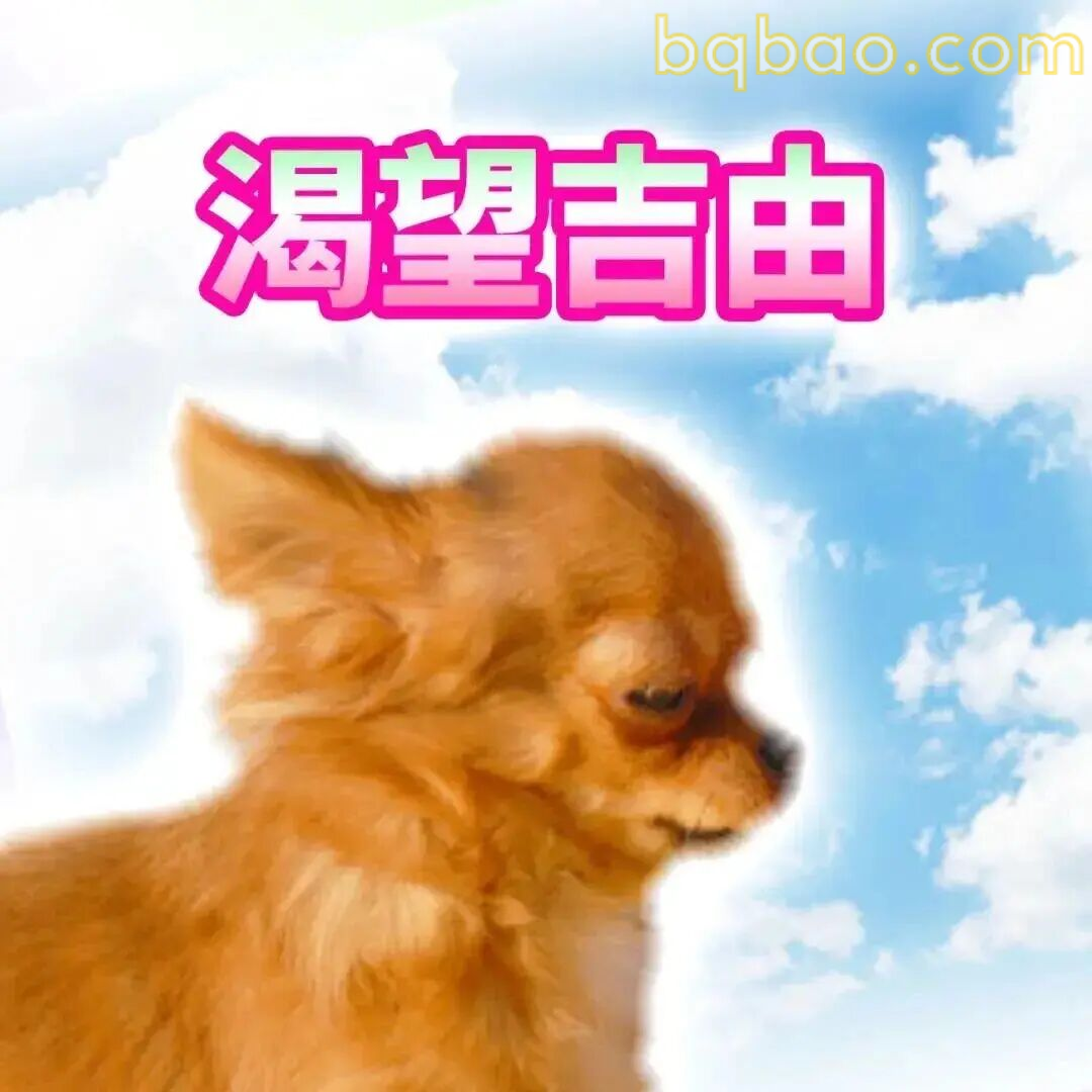 吉娃娃表情包合集 11