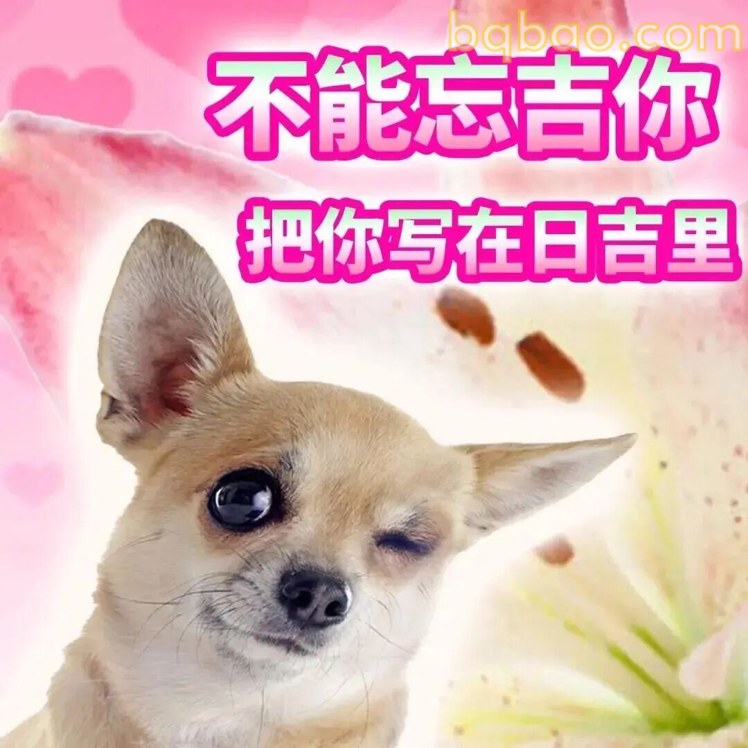 吉娃娃表情包合集 12