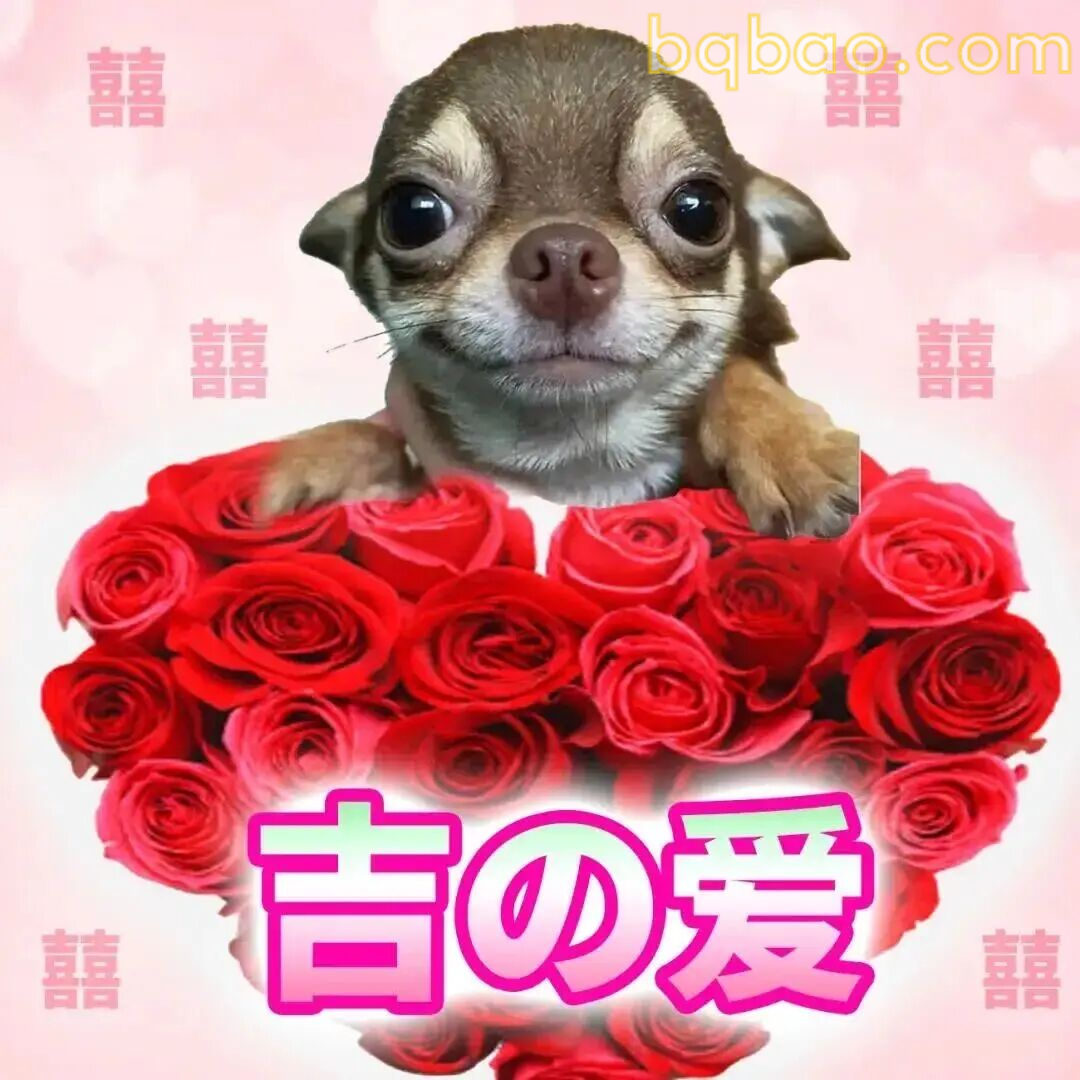吉娃娃表情包合集 13