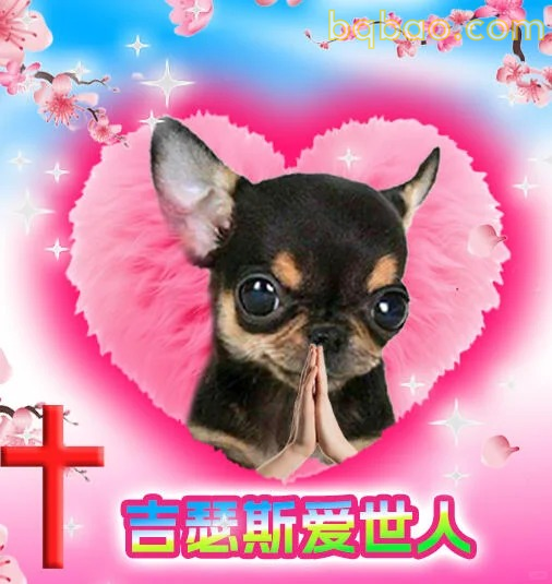 吉娃娃表情包合集 17