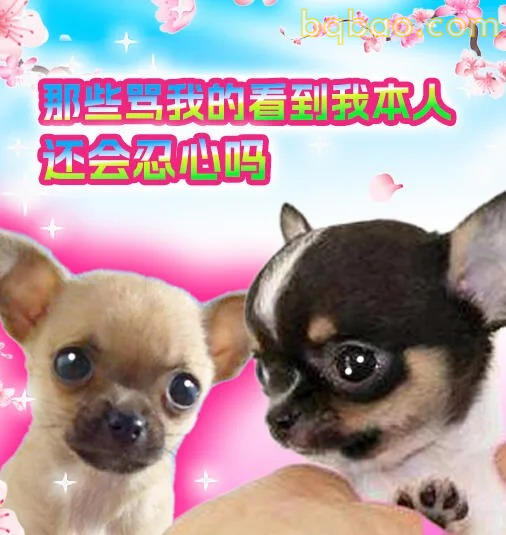 吉娃娃表情包合集 18
