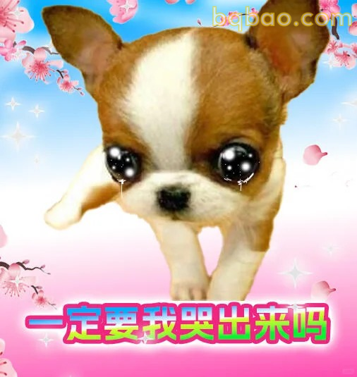 吉娃娃表情包合集 19