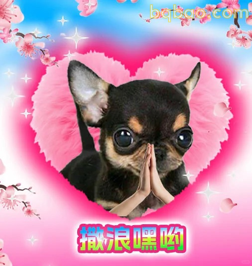 吉娃娃表情包合集 20