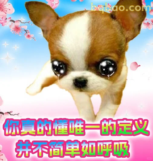 吉娃娃表情包合集 22
