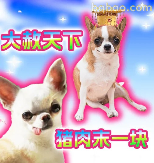 吉娃娃表情包合集 24