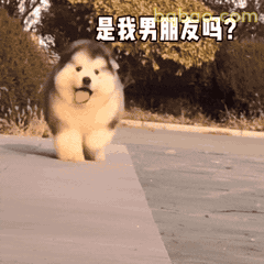 谈恋爱表情包合集 16