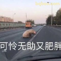 委屈巴巴表情包合集 8