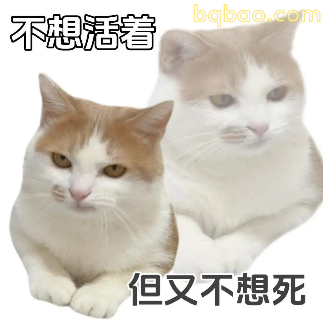 打工猫表情包合集 6