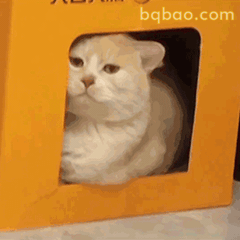 萌宠动图合集 4