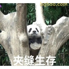 51张 超Nice的表情包 #30