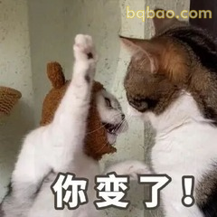 两只猫咪对视 你变了！