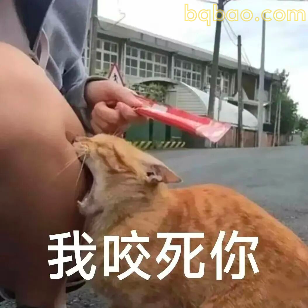 猫咪表情包合集 4