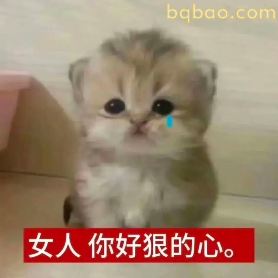 猫咪表情包合集 7
