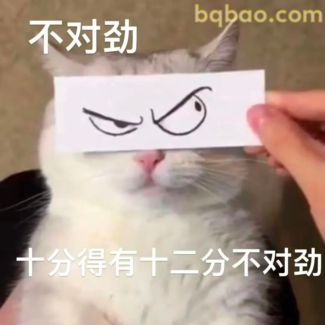 猫咪表情包合集 9
