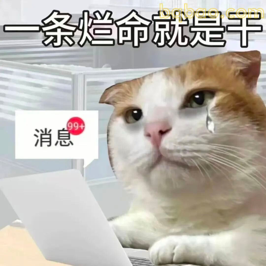 猫咪表情包合集 12