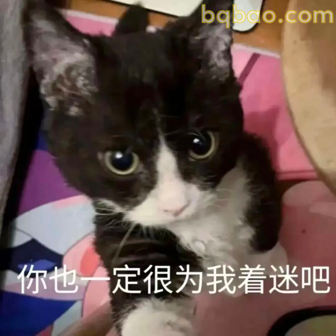 猫咪表情包合集 16