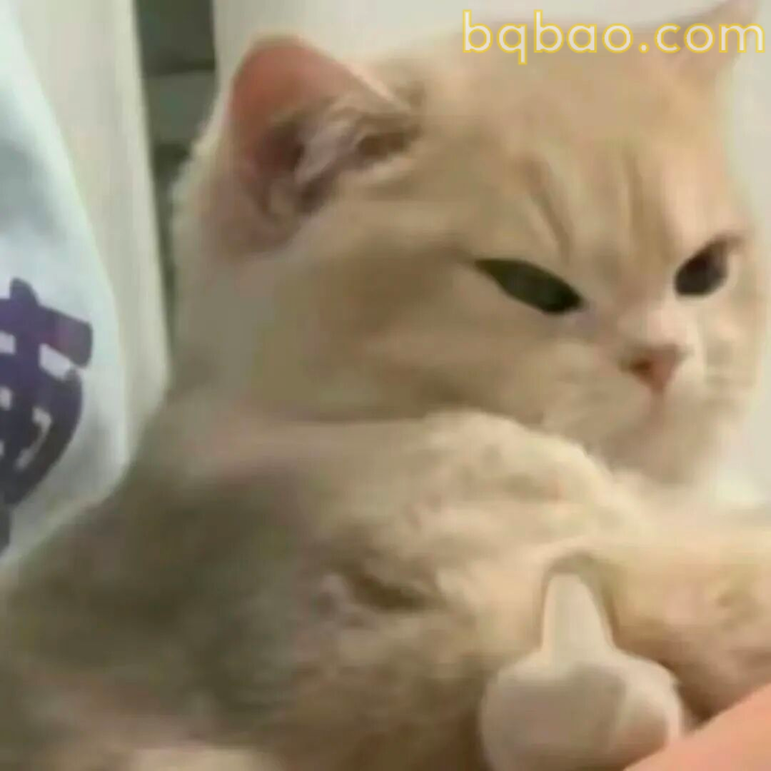 猫咪表情包合集 17