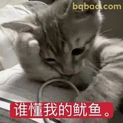 猫咪凶凶 · 不好惹