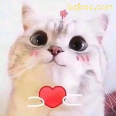 泪眼小猫捧着红心送给你