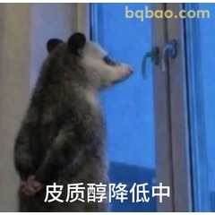 负鼠贴窗看远方皮质醇降低中