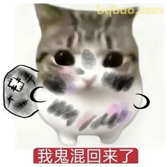 鬼混回来的糊脸小猫