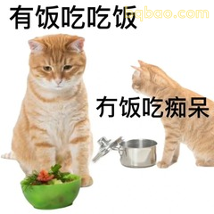 有饭吃饭冇饭发呆的橘猫表情包