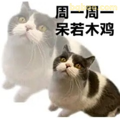 周一呆若木鸡猫咪