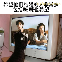 猫咪催婚现场