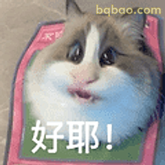 好耶！猫咪庆祝