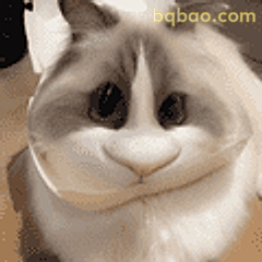 猫咪歪头萌态