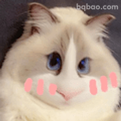 蓝眼小猫萌萌哒