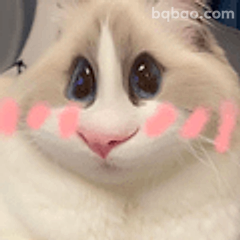 猫咪撒娇求摸摸