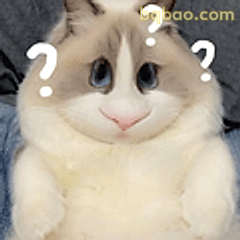 猫咪一脸问号